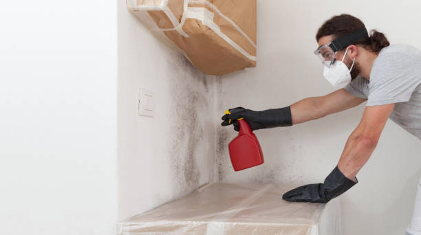 Professional Mold Removal technician working in Morrisville, NY